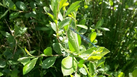 Common blue damsel fly 2015