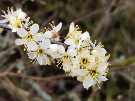 Blackthorn blossom in the Lost Words Garden @ Jess Cowburn
