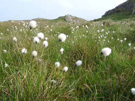 Borrowdale Moss cottongrass © Cumbria Wildlife Trust