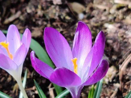 Crocus at the Lost Words Garden @ Jess Cowburn (2)