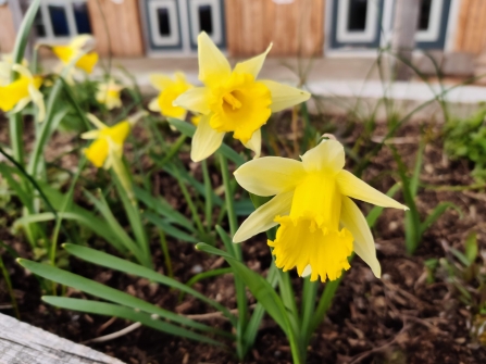 Daffodils at the Lost Words Garden @ Jess Cowburn (3)