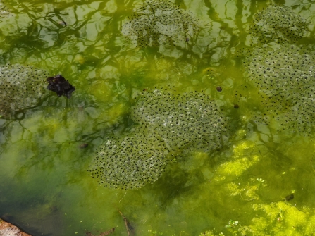 Frog spawn in the Lost Words Garden @ Jess Cowburn (2)