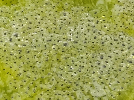 Frog spawn in the Lost Words Garden @ Jess Cowburn