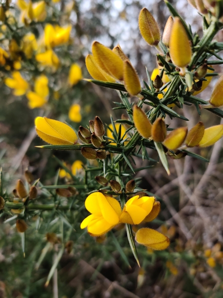 Gorse in the Lost Words Garden @ Jess Cowburn