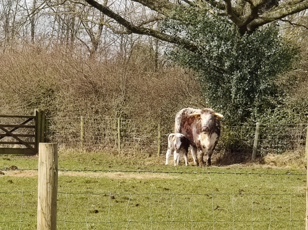 Long-horn cow and calf on Susans Farm