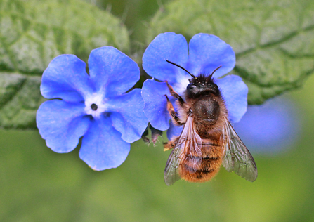 Bee pollinating a flower