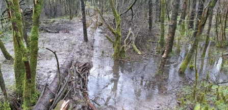 The incomplete woody dams at Birds Park held back water during Storm Ciara