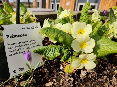 Primroses at the Lost Words Garden @ Jess Cowburn (2)