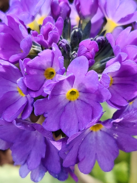 Primula in the Lost Words Garden @ Jess Cowburn