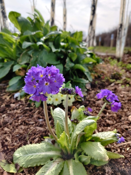 Primulas in the Lost Words Garden @ Jess Cowburn