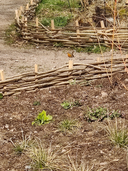 Robin in the Lost Words Garden @ Jess Cowburn