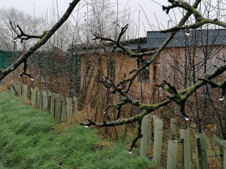 Hedgerow at Gosling Sike