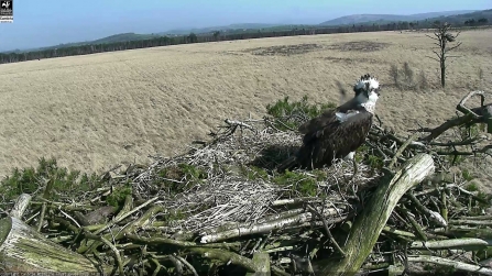 Blue 35 returns to the osprey nest at Foulshaw Moss Nature Reserve 2020