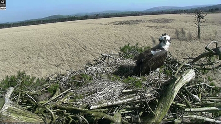 Blue 35 returns to the osprey nest at Foulshaw Moss Nature Reserve 2020