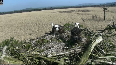 Ospreys return to the Foulshaw Moss nest 2020