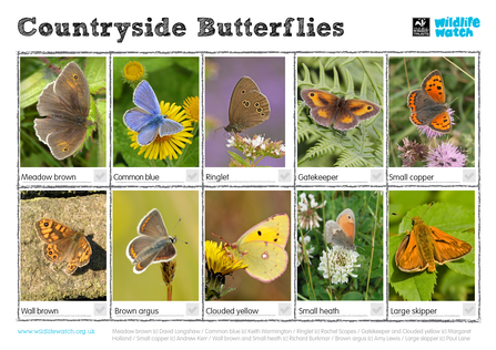 Butterflies