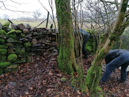 Staveley-Woodlands-Dry-Stone-Walling