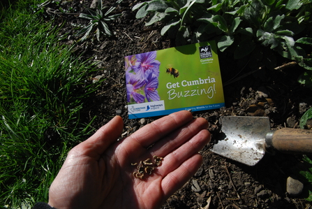 Image of hand with wildflower seeds