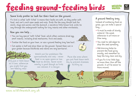 Feeding-ground-feeding-birds
