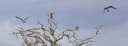 Osprey family