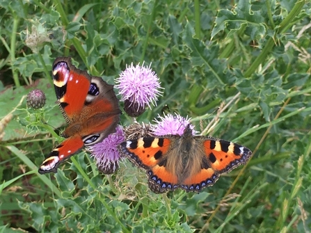 Peacock and small Tortoiseshell at Eycott 