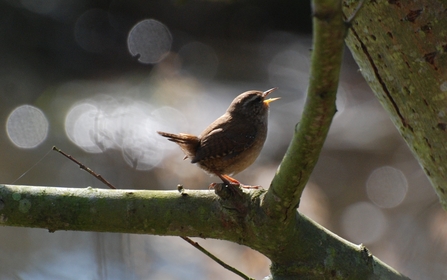 Image of wren singing © Stewart MacDonald