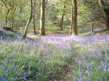 Bluebells at Barkbooth Lot Nature Reserve