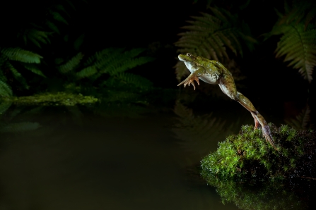 image of marsh frog leaping © Dale Sutton/2020VISION
