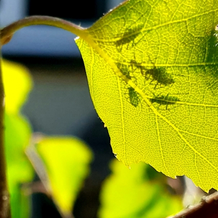 Aphids on leaf © Julia Sier