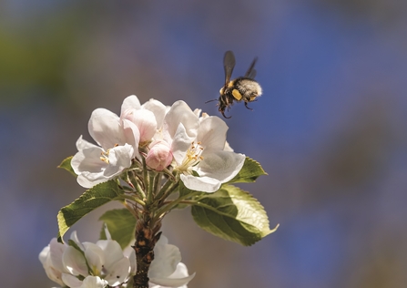 Image of bee on apple blossom © John Macfarlane