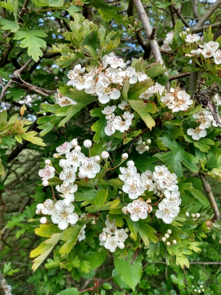 Hawthorn blossom © Julia Sier