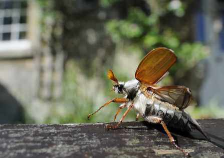 Cockchafer © Nick Upton/2020VISION