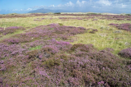 dune-heath