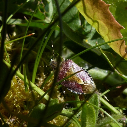 Shield bug in wild lawn © Julia Sier