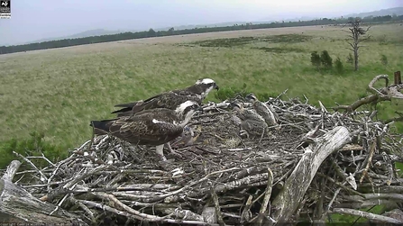 Image of Foulshaw ospreys and chicks June 16 2020