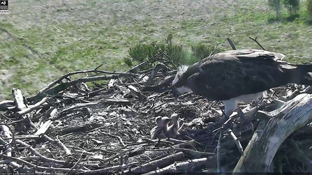 Image of osprey with chicks at Foulshaw Moss May 2020