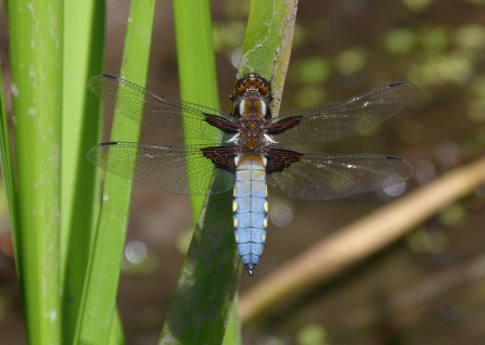 A male Broad-bodied chaser dragonfly © David Clarke