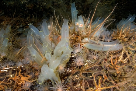 Image of seasquirts and brittlestars © Paul Naylor