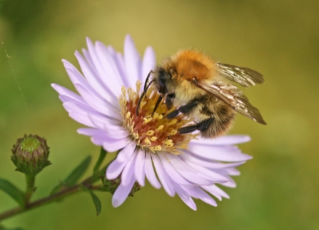Image of carder bee © Rachel Scopes