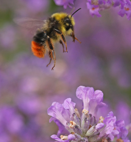 Image of red-tailed bumblebee © Rachel Scopes