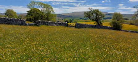 Image of Bowberhead farm and meadows © Cumbria Wildlife Trust
