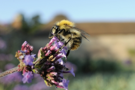 Image of common carder bumblebee © Nick Upton/2020VISION