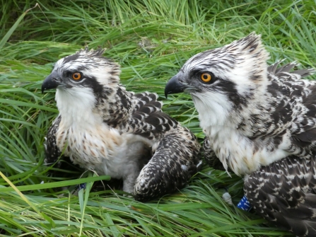 Image of Foulshaw osprey chicks at ringing July 2020