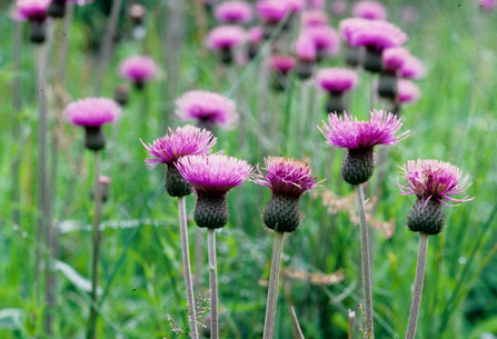 Image of melancholy thistle © Cumbria Wildlife Trust