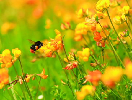 Image of red-tailed bumblebee © Jon Hawkins/Surrey Hills Photography