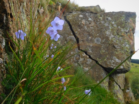 Bellflower at Eycott © Oscar Adams