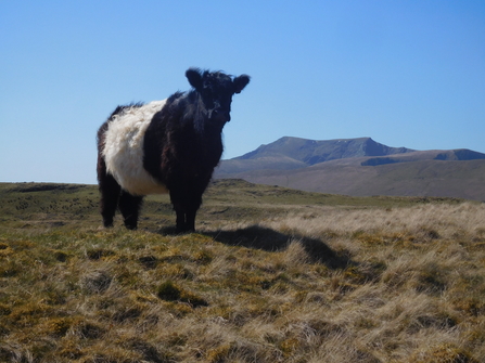 A Belted Galloway on Eycott © Oscar Adams 