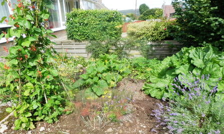 Image of vegetable garden © Dyane Silvester