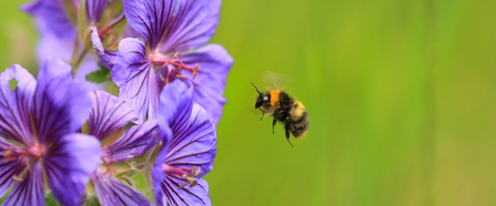 Early-Bumble-Bee