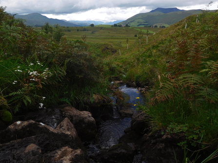 Woodland ghyll © Oscar Adams 